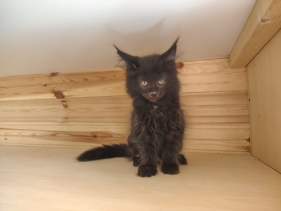 Maine coon, olbrzymi kotek, kotek, kotka Maine coon