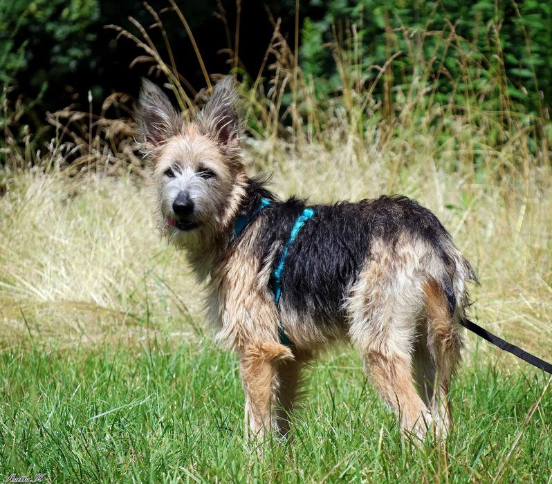 Wspaniała FROTKA czeka na adopcję