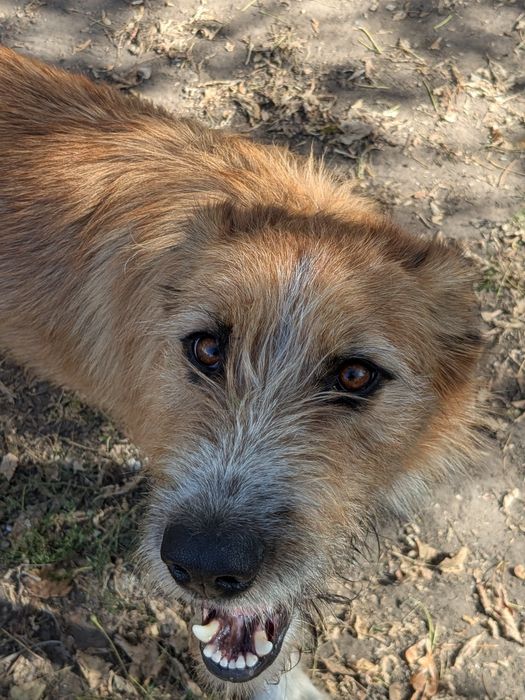 Песик Рудий шукає родину