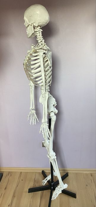 Szkielet człowieka model anatomiczny