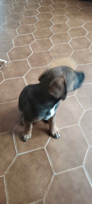 × labrador procura família com Amor