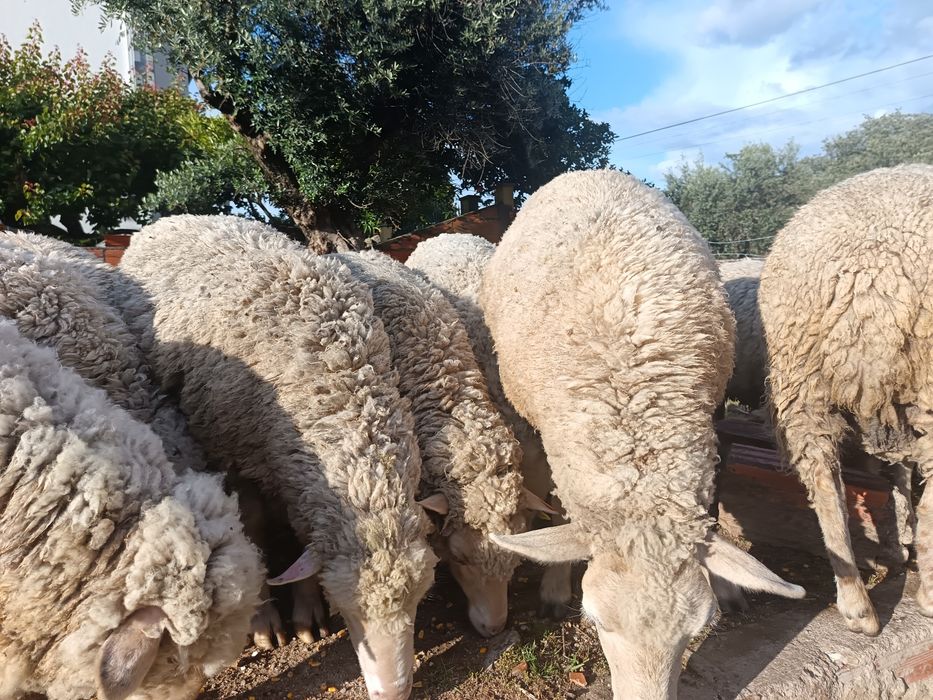 Rebanho de ovelhas já tosquiadas