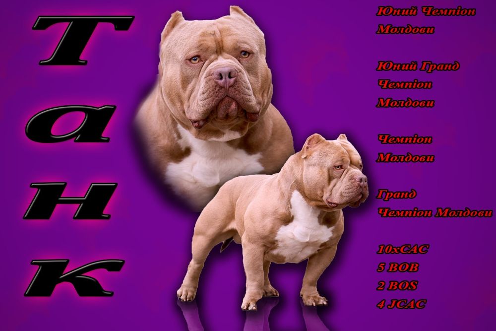 American Bully покет