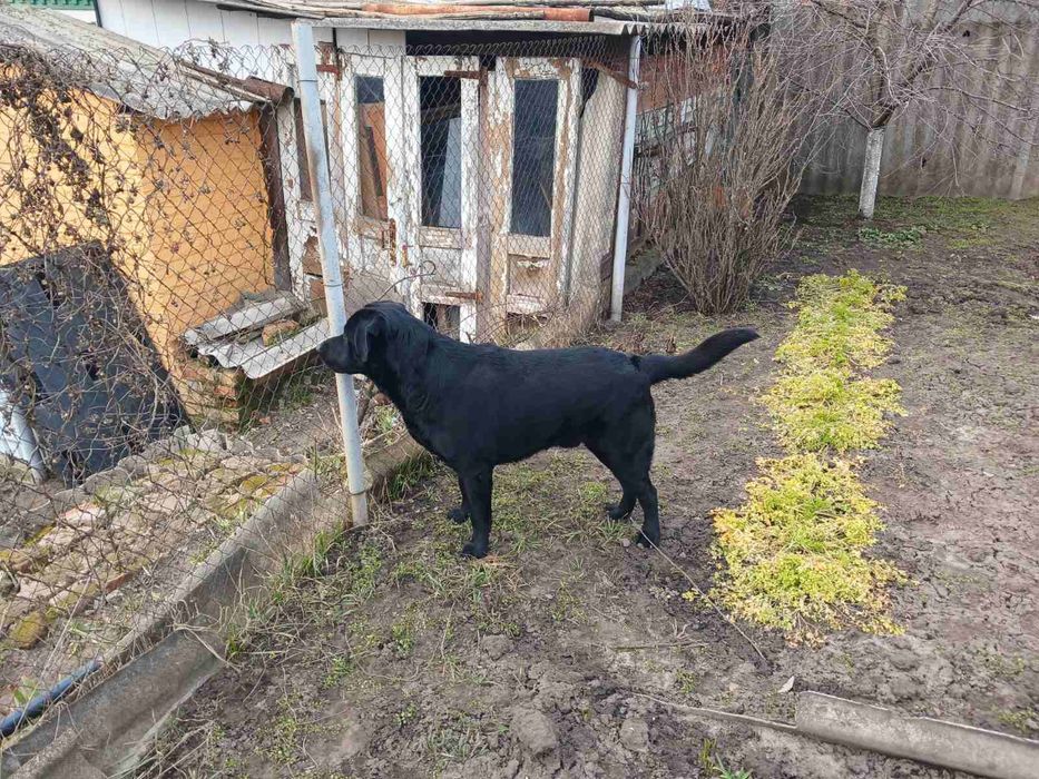 Лабрадор для в'язки.