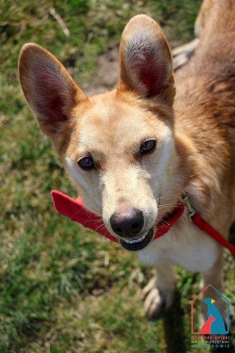 Melcia 115/25 - SZUKA DOMU!