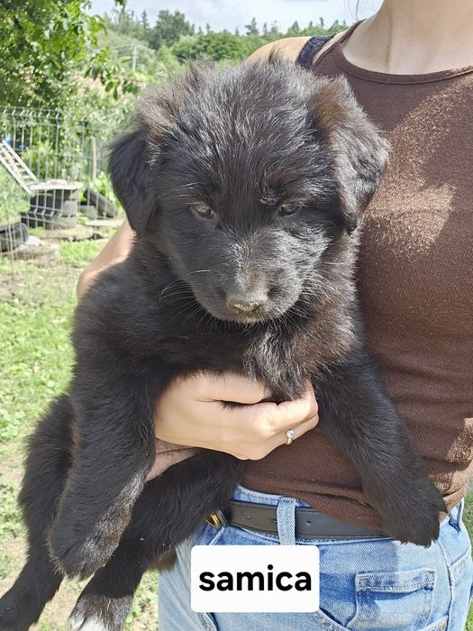 ZAREZERWOWANE Pieski szczeniaki