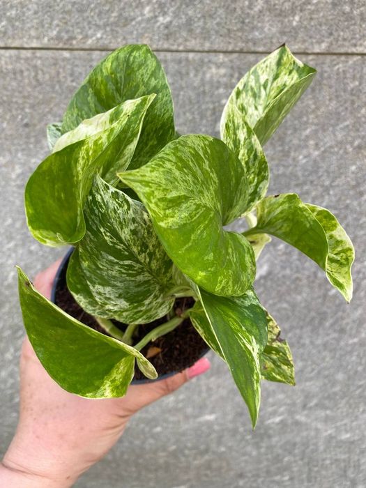 Епіпреміум  Marble  Queen