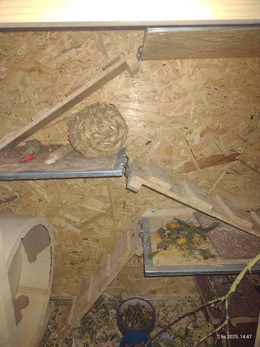 Sprzedam dwie koszatniczki razem z klatka