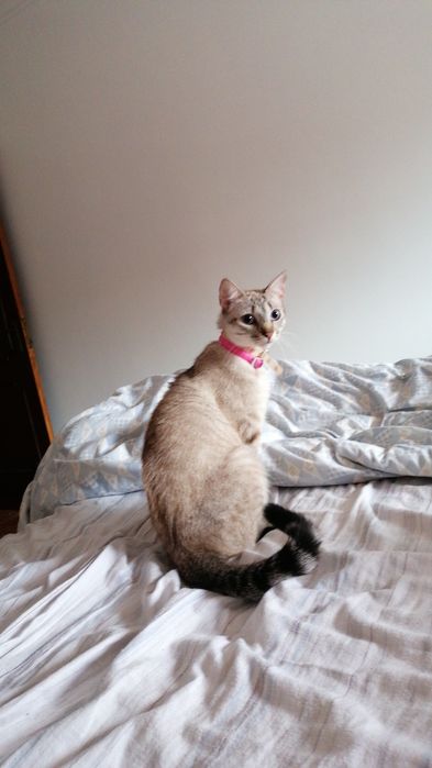 Gatinha perdida - Na parede