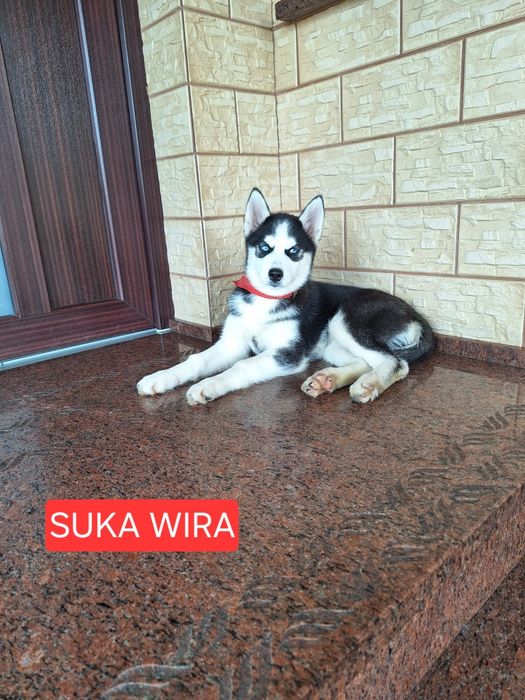 Husky Syberyjski