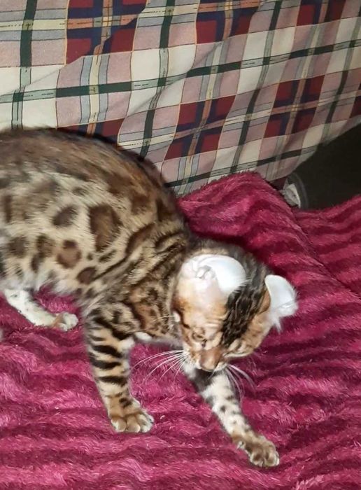 Бенгальська дівчинка BENn24