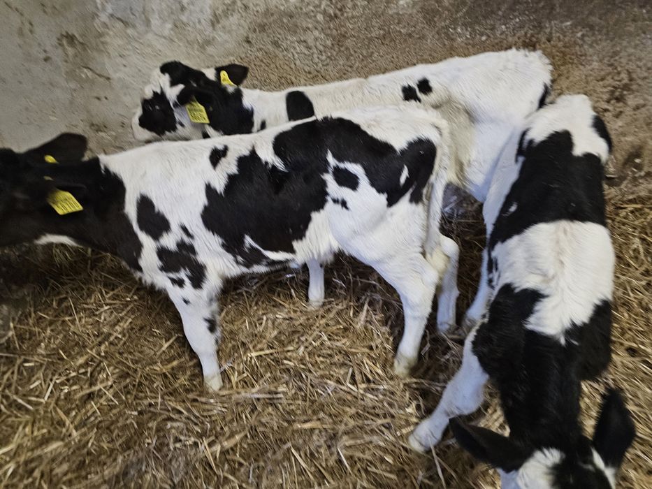 Sprzedam 3 cielaki byczki