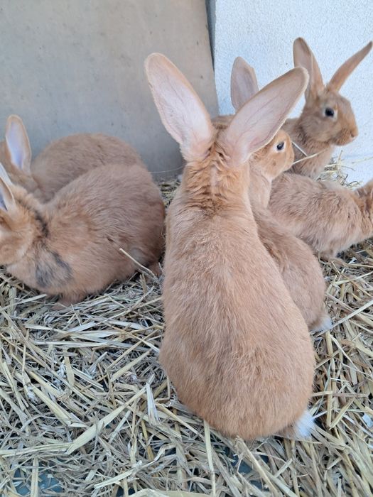 króliki burgundzkie