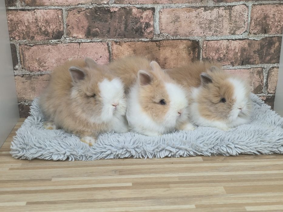 Króliczki karzełki Teddy mini króliki metryka