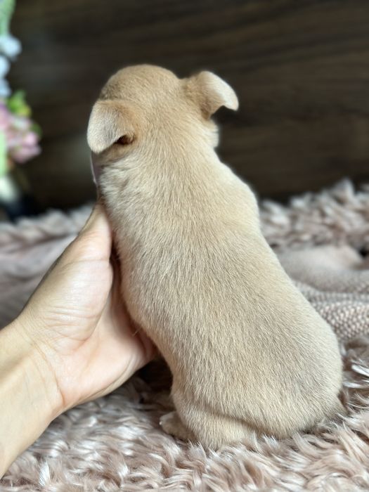 CHIHUAHUA dziewczynka mini :)