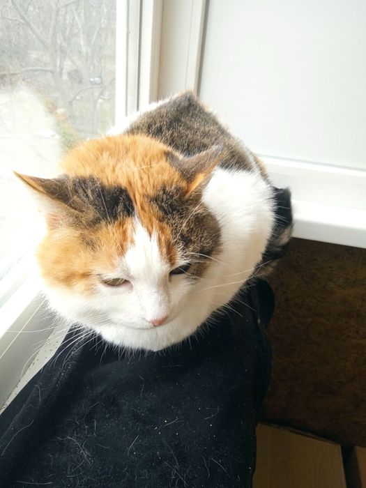 Кішечка стерилізована.