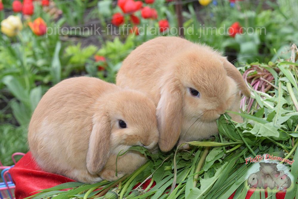 Карликові кролики з розплідника Fluffy Diamond. Великий вибір!Доставка