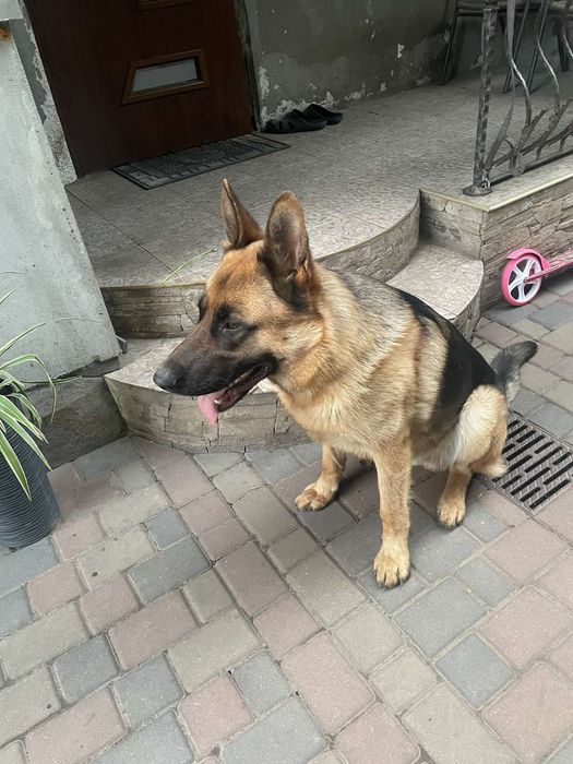 В'язка німецької вівчарки