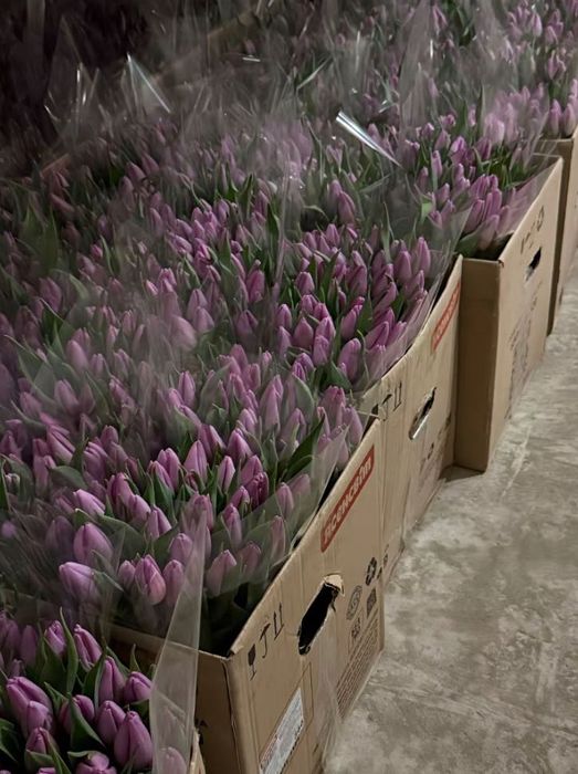 Тюльпани оптом і в роздріб, швидка доставка по Україні