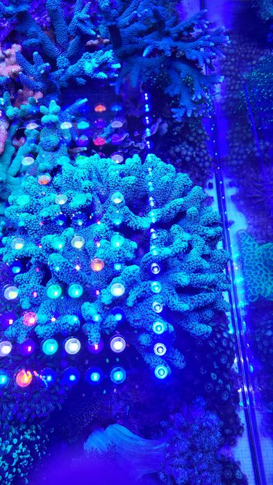 Sprzedam koralowca SPS SERIATOPATA 20CM.