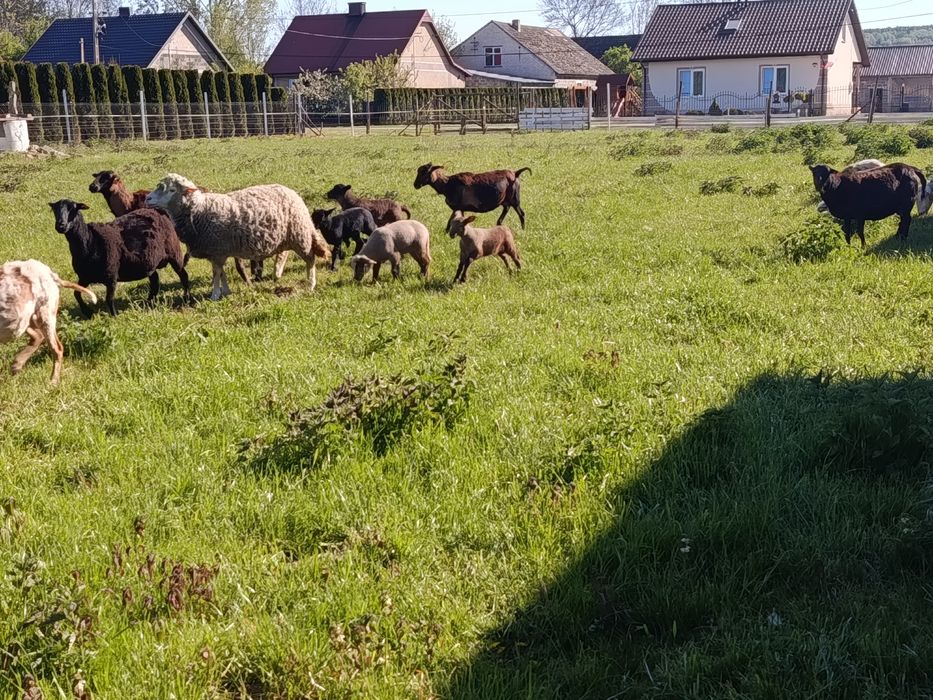 Sprzedam młode baranki i owieczki
