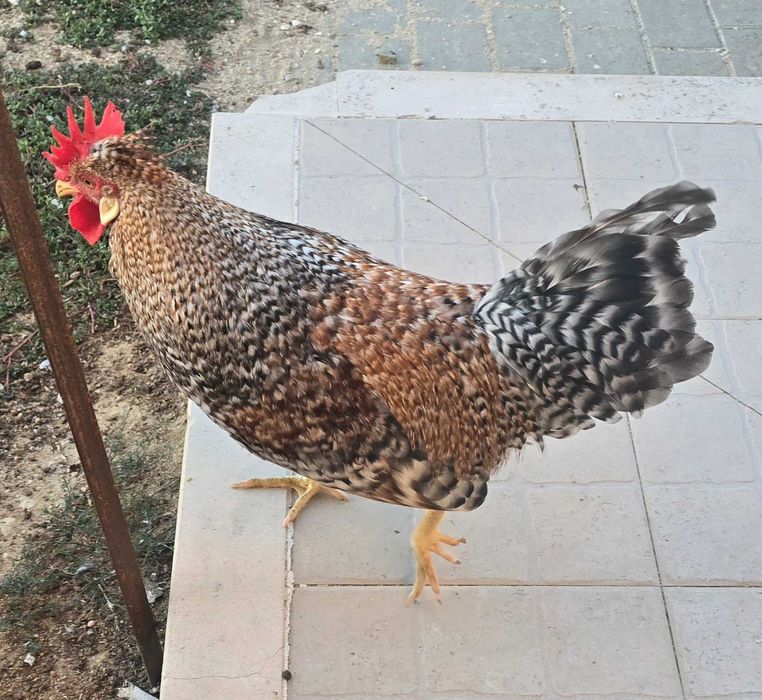 Frangos cream legbar e leghorn
