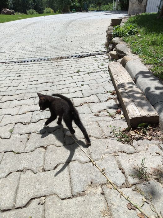 Oddam kotkę do dobrego domu