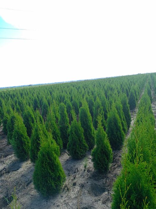 Tuja szmaragd 70cm -140 cm