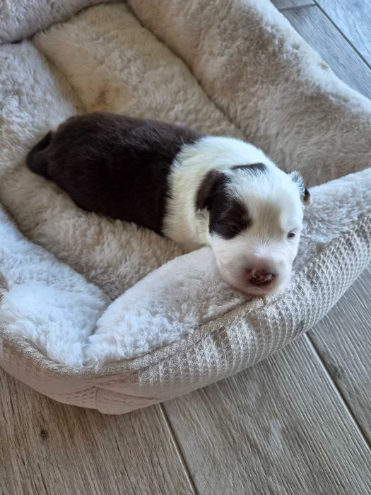 Border Collie szczeniaki z rodowodem