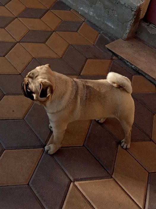 Мопс бежевий для вяз"ки