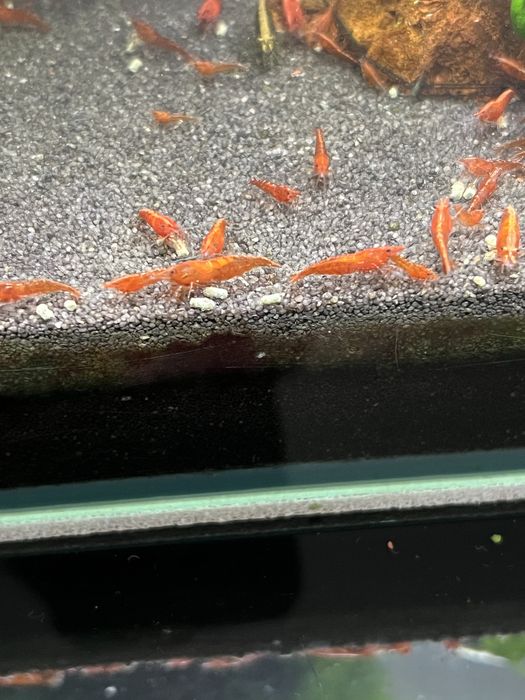 Camaroes red cherry