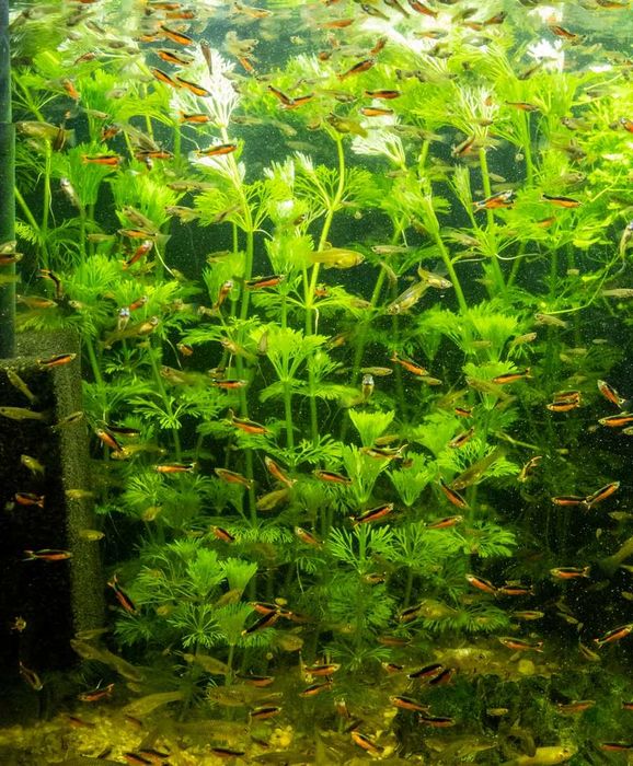 Rośliny antyglonowe na start Paprotnica Limnophila Phyllantus Fluitans