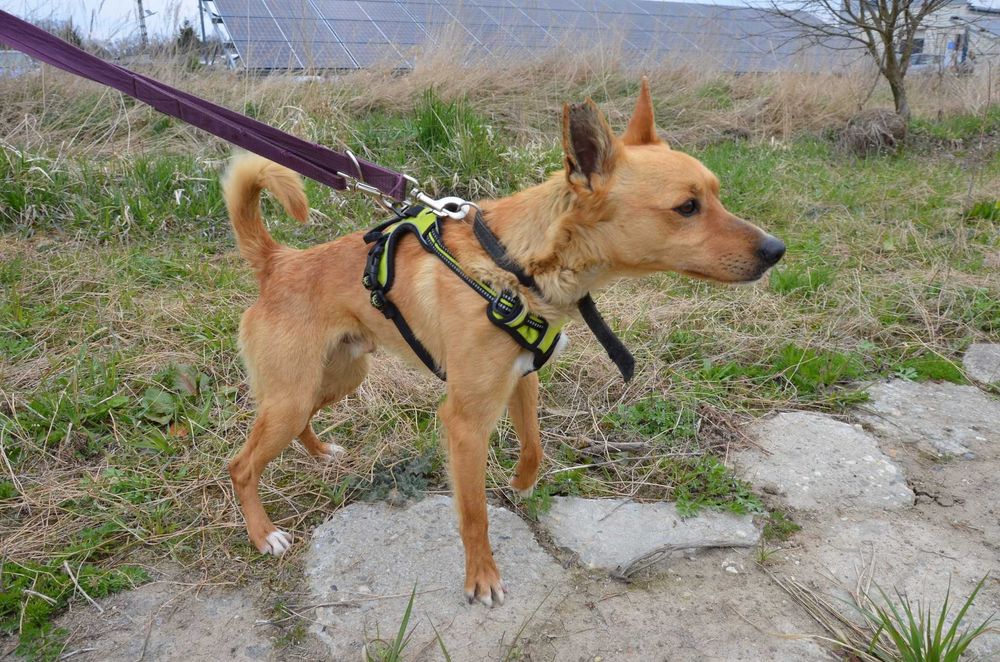 Precelek ze schroniska poleca się do adopcji