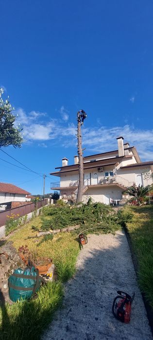 Corte, Abate e Limpeza de Árvores de Grande Porte e Palmeiras | Arborismo | Aveiro, Coimbra e Viseu