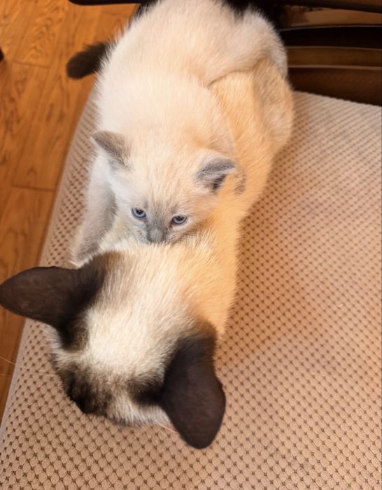 Сіамське кошеня