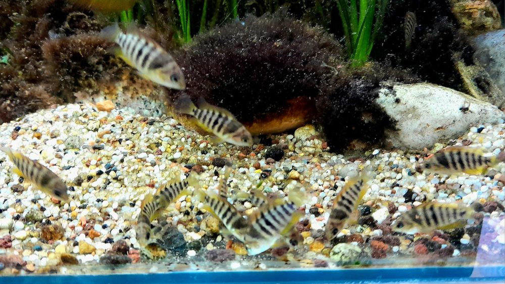 Amatitlania Nanolutea,