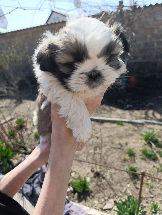 Продажа щенков ши тцу, 3мальчика и 1 девочка