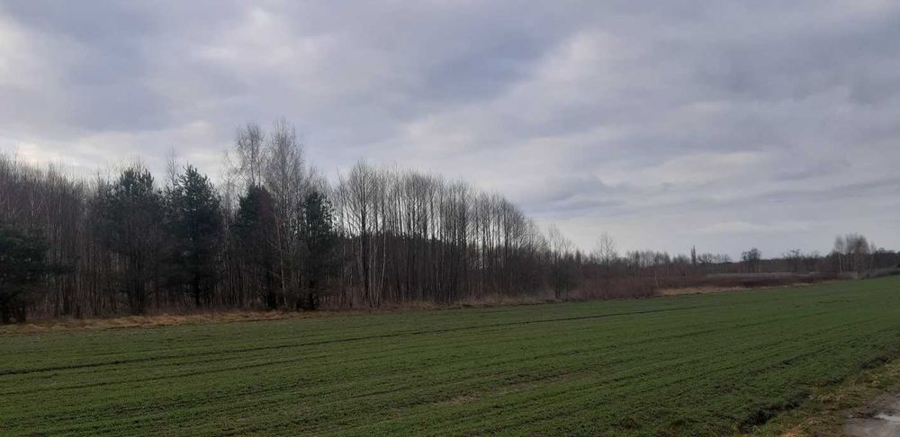 DZIAŁKA TEREN PRODUKCYJNO - USŁUGOWY. 10 km od Mińska Mazowieckiego. - Widok 3