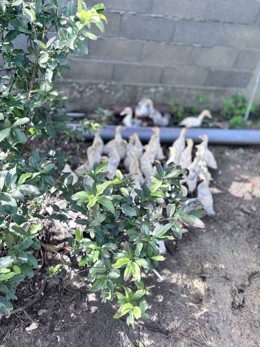 Patos para  despachar