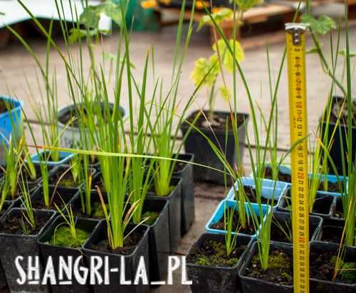 Dierama Pulcherrimum Album - Snowbells, Anielska wędka