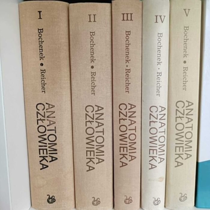 anatomia bochenek
