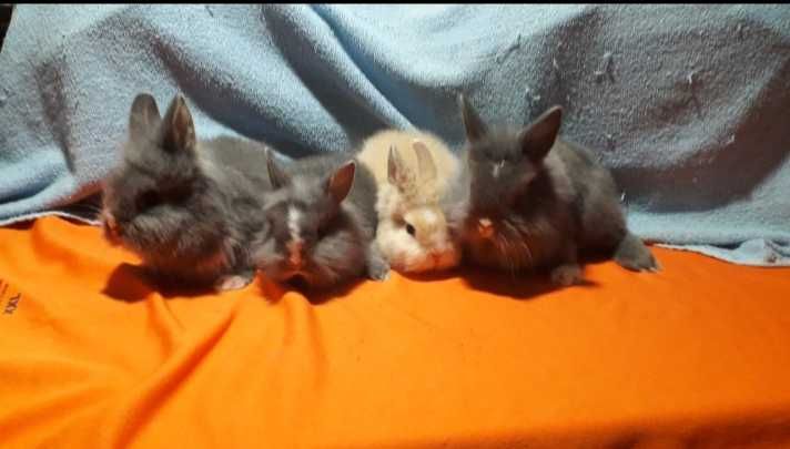 Декоративний кролик,  міні кролики.