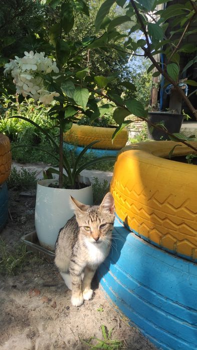 Отдам котят 3 месяца