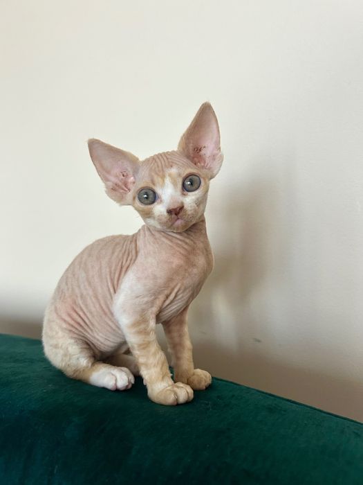 DEVON REX - kocurek -RUDY