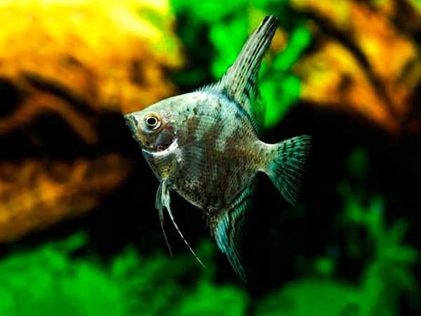 GB Skalar Zielony - dowóz ryb!