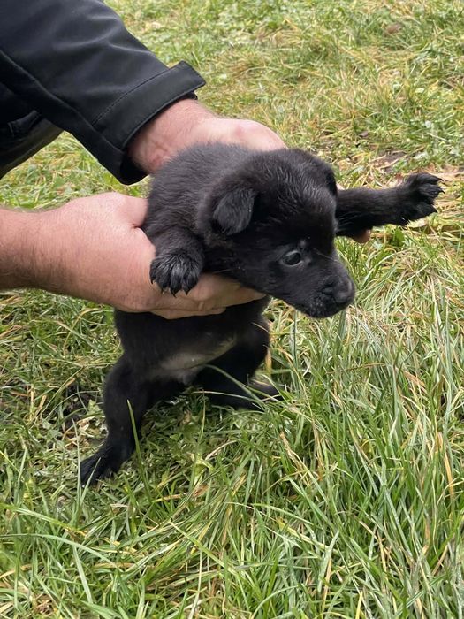 Szczeniaki szukają nowego domu