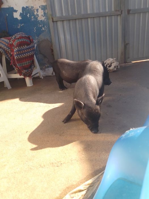 Casal de porcos (pretos)