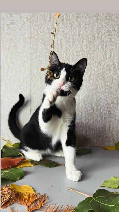 Отдам черно-белого котенка, девочка, 4 месяца