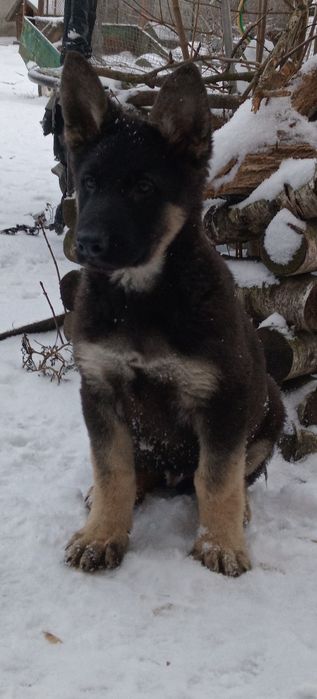 Схсідно-європейська вівчарка