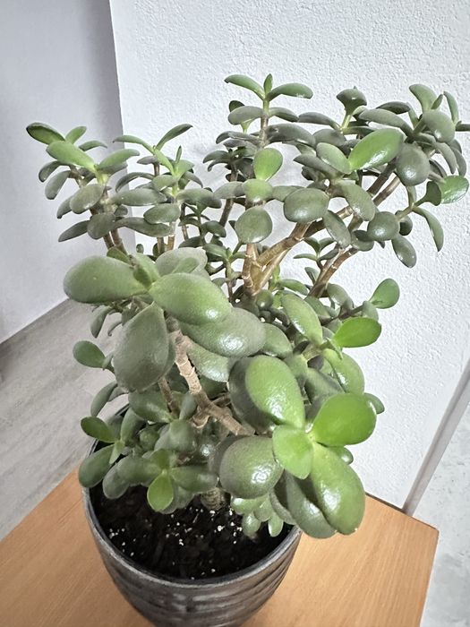 Grubosz drzewko szczęścia